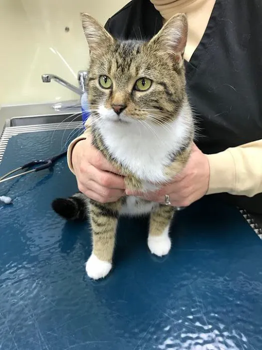 Janssen Veterinary Clinic Picture 7
