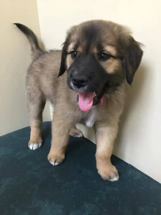 Janssen Veterinary Clinic Picture 4