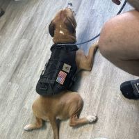 Wayside Veterinary Clinic ico