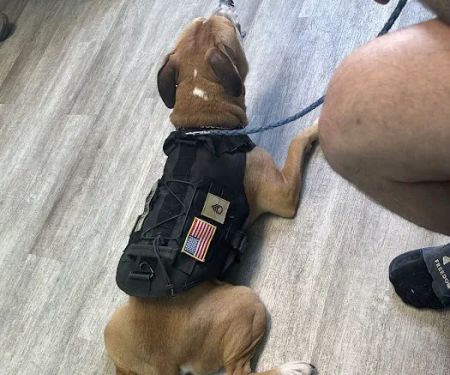 Wayside Veterinary Clinic