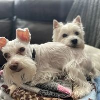 Wildcat Valley Animal Clinic ico