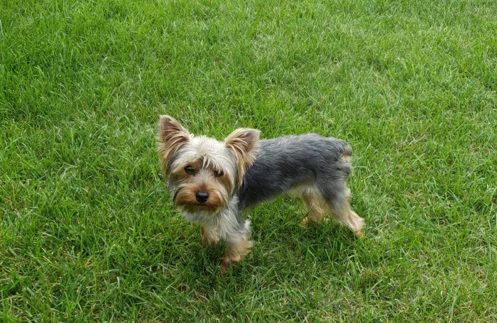 Wildcat Valley Animal Clinic Picture 9