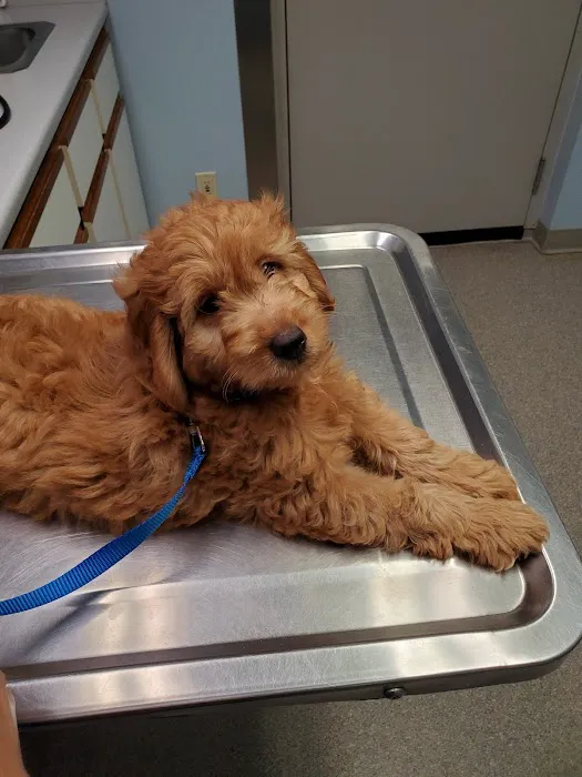 Bush Veterinary Services Picture 1