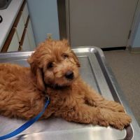Bush Veterinary Services ico