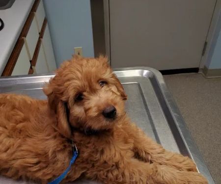 Bush Veterinary Services