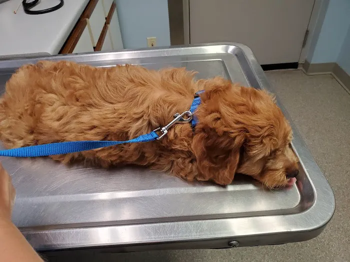 Bush Veterinary Services Picture 3