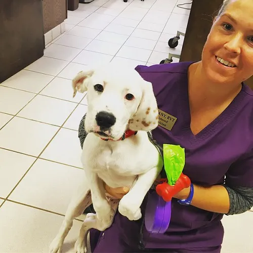 Pet Care Clinic of Kokomo Picture 4