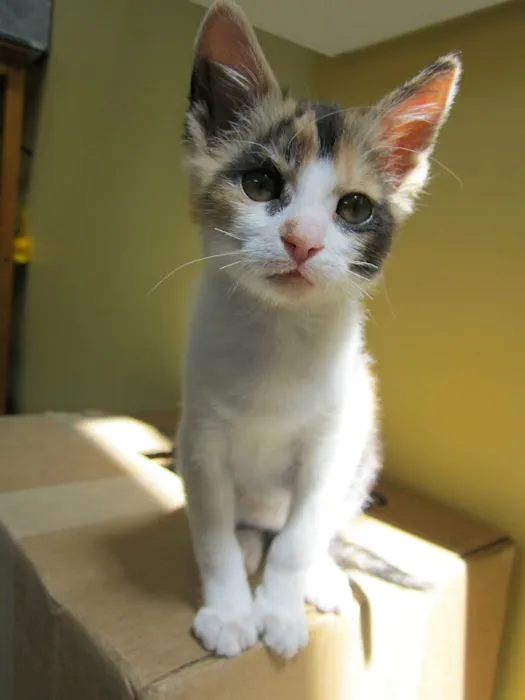 Animal Wellness Center Picture 4