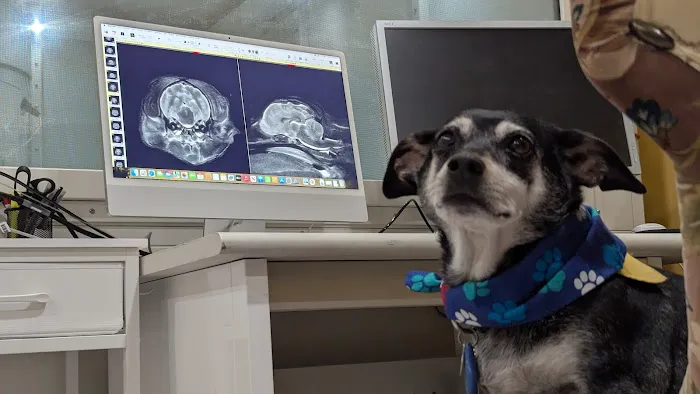Bay Area Vet MRI Picture 5