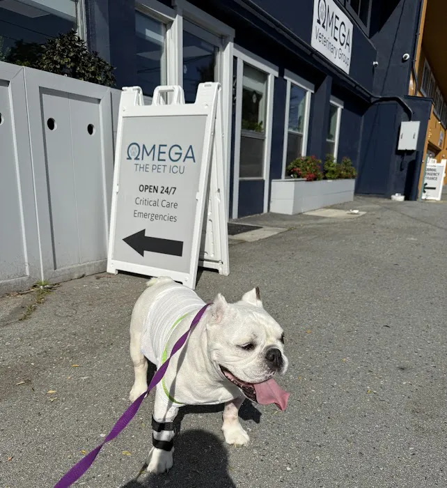 Omega Veterinary Group Picture 9