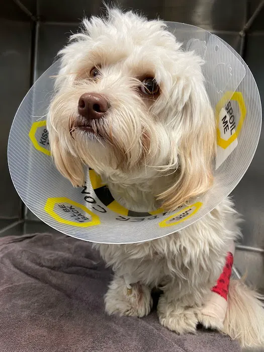 Lenity Vet Specialists + Emergency Care Picture 3