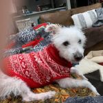 Lenity Vet Specialists + Emergency Care