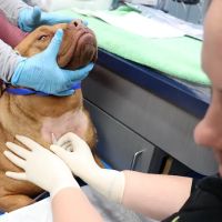 Brave Unity Blood Bank For Animals ico