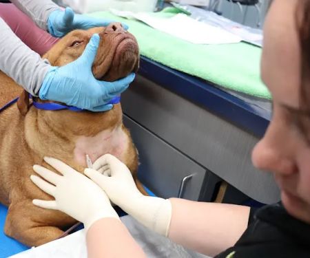 Brave Unity Blood Bank For Animals