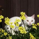North Peninsula Veterinary Emergency Clinic