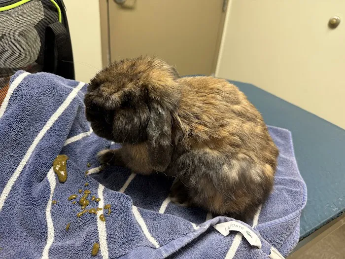 North Peninsula Veterinary Emergency Clinic Picture 2