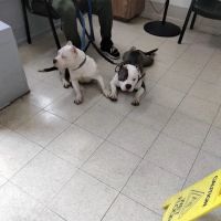 Riverdale Animal Hospital ico