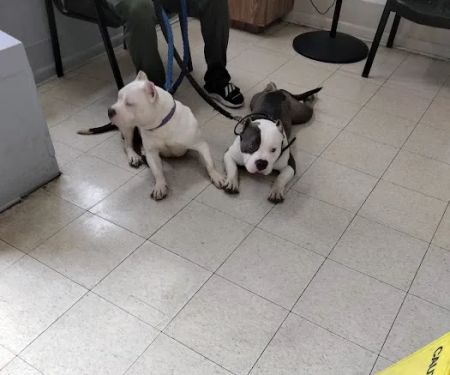 Riverdale Animal Hospital