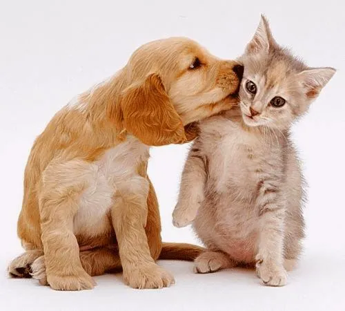 Sibley Animal Hospital Picture 1