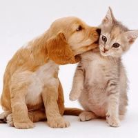 Sibley Animal Hospital ico