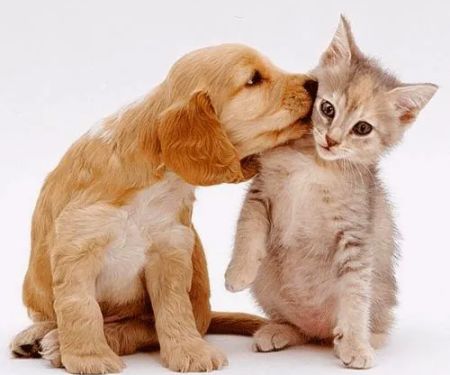 Sibley Animal Hospital