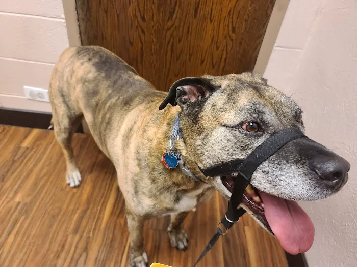 Illiana Veterinary Hospital Picture 8