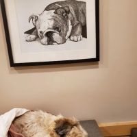 Illiana Veterinary Hospital ico
