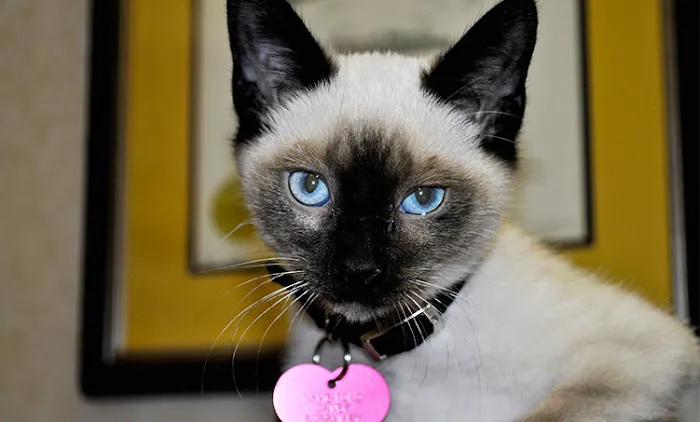 Illiana Veterinary Hospital Picture 10