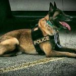 Midlothian Animal Hospital: Martin Teresita DVM