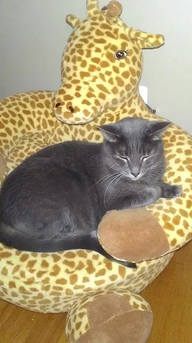 Midlothian Animal Clinic Picture 1