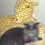Midlothian Animal Clinic