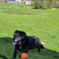 Oak Forest Animal Clinic ico