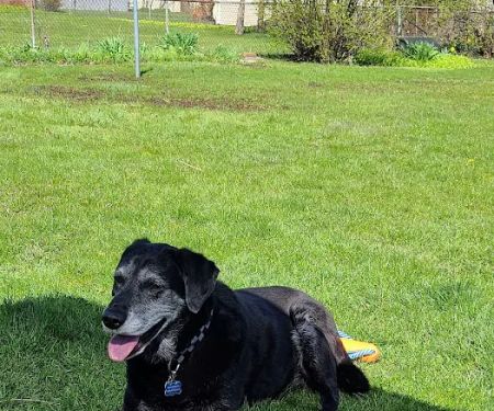Oak Forest Animal Clinic