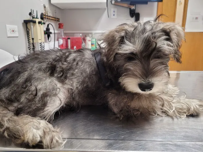 Elmwood Grove Animal Hospital Picture 3