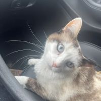 Elmwood Grove Animal Hospital ico