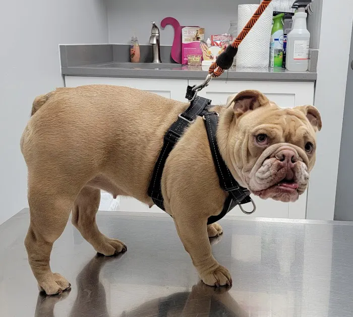 Fullerton Animal Clinic Picture 4