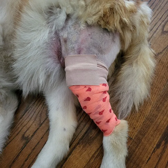 Fullerton Animal Clinic Picture 5