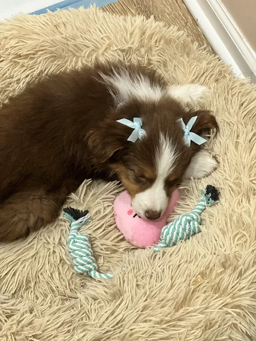 Fullerton Animal Clinic Picture 7