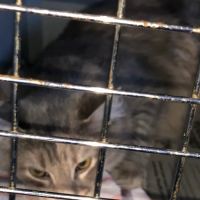 Cragin Animal Hospital ico