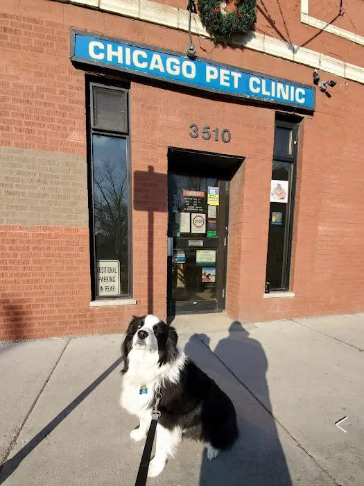 Chicago Pet Clinic Picture 9