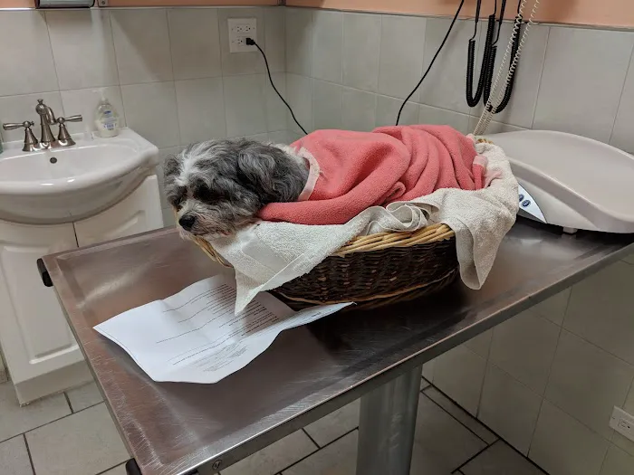 Chicago Pet Clinic Picture 4