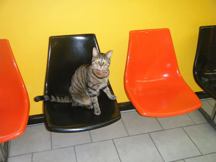 Chicago Pet Clinic Picture 2