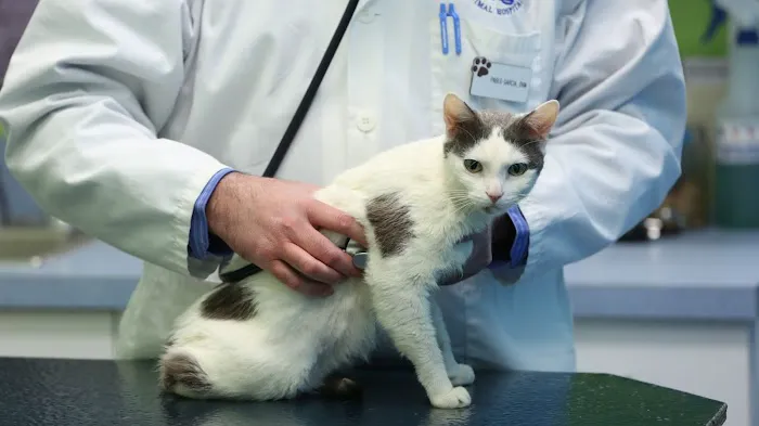 Portage Park Animal Hospital Picture 3