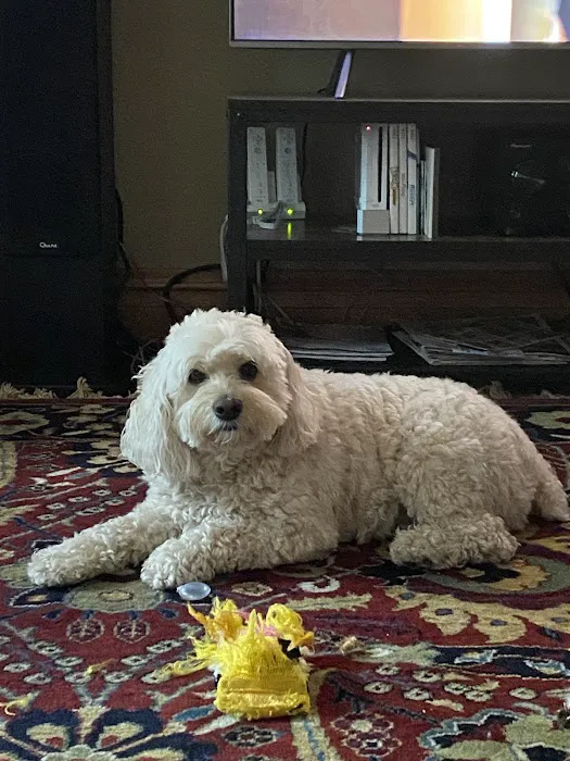 Companion Animal Hospital of Norridge Picture 7