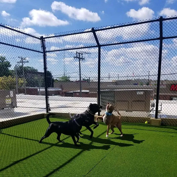 Companion Animal Hospital of Norridge Picture 4