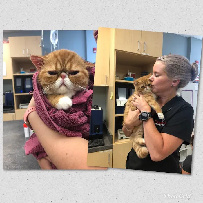 Companion Animal Hospital of Norridge Picture 5
