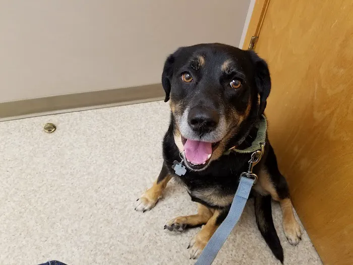 Companion Animal Hospital of Norridge Picture 8