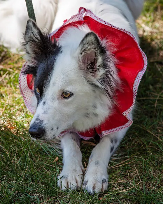 Darien Animal Clinic Picture 4