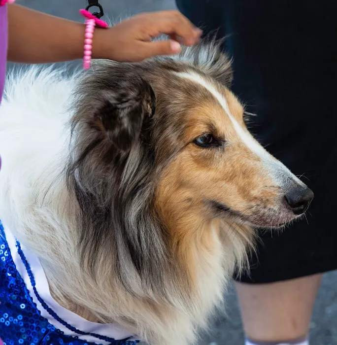 Darien Animal Clinic Picture 10