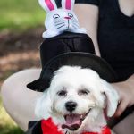 Darien Animal Clinic